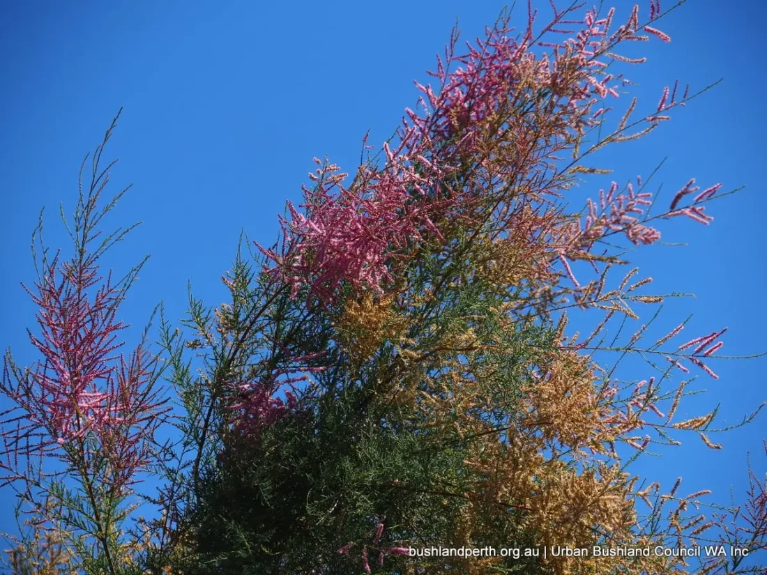 tamarisk 