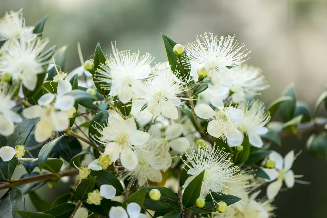 myrtle leafes and flowers buds 