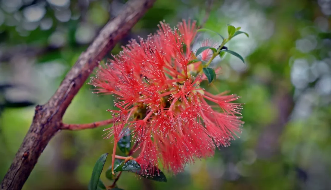 blooming myrtle tree