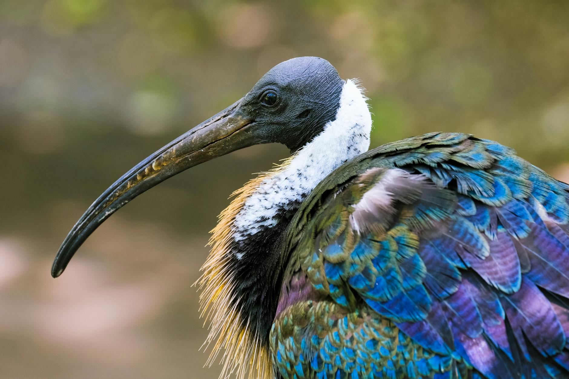 ibis in the wild