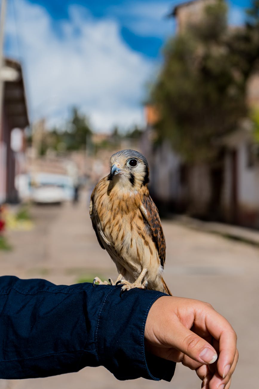 man holding a sparrow hawk on arm