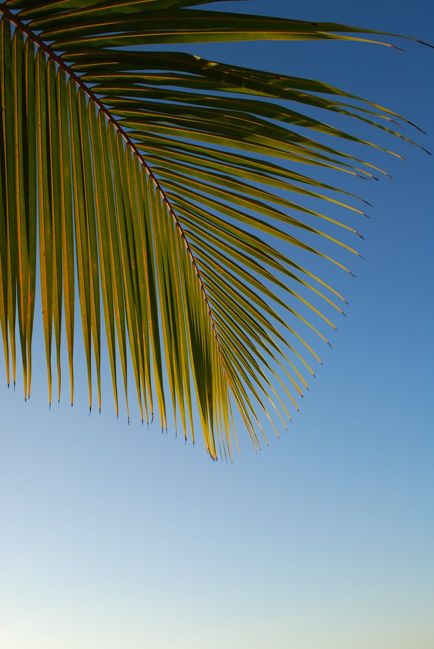 close up palm leaf