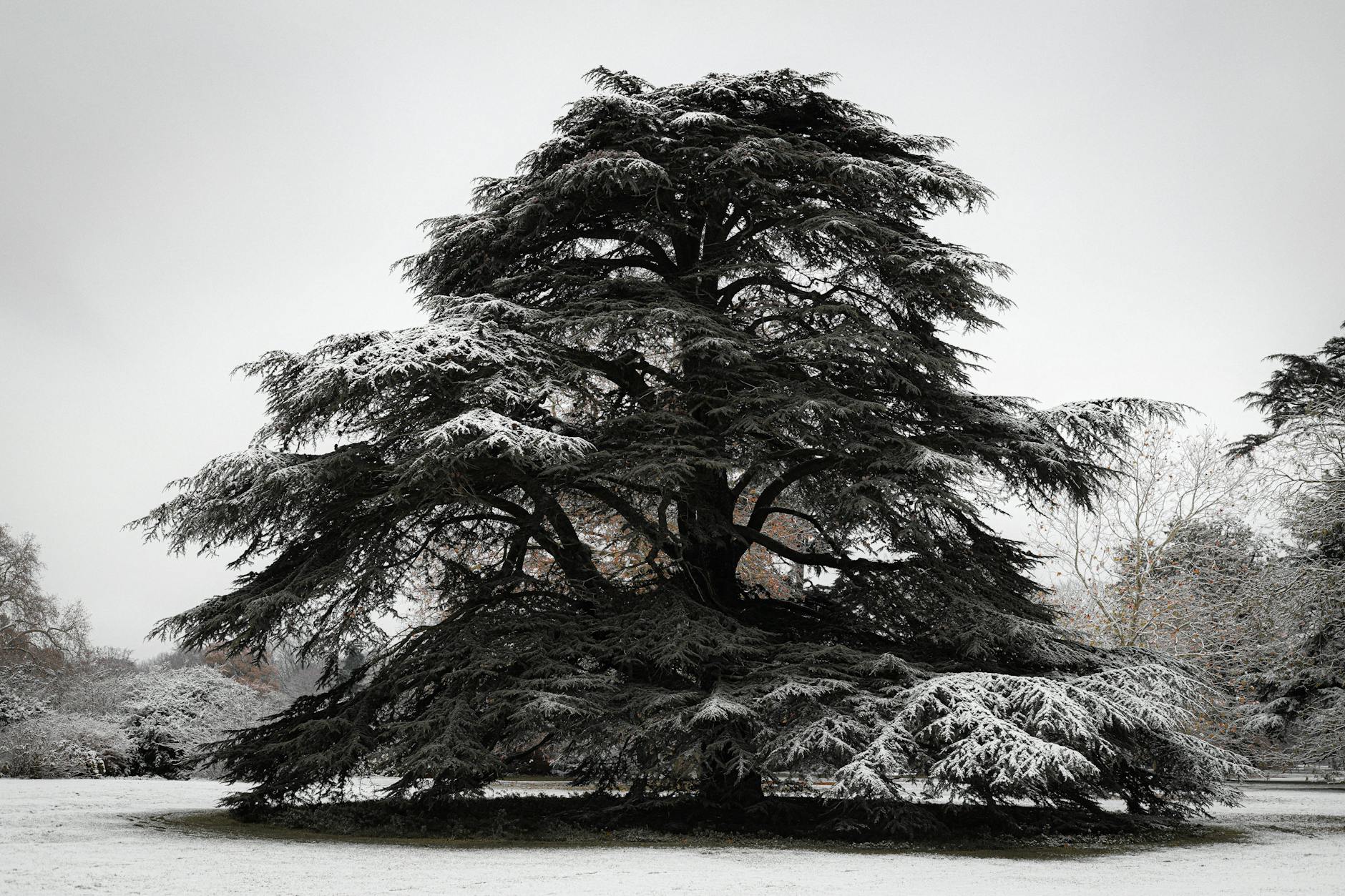 a large coniferous tree on a meadow