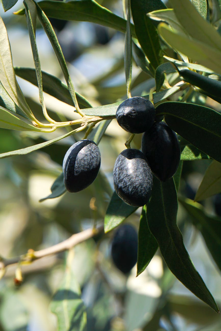 photo of three black olives on olive tree