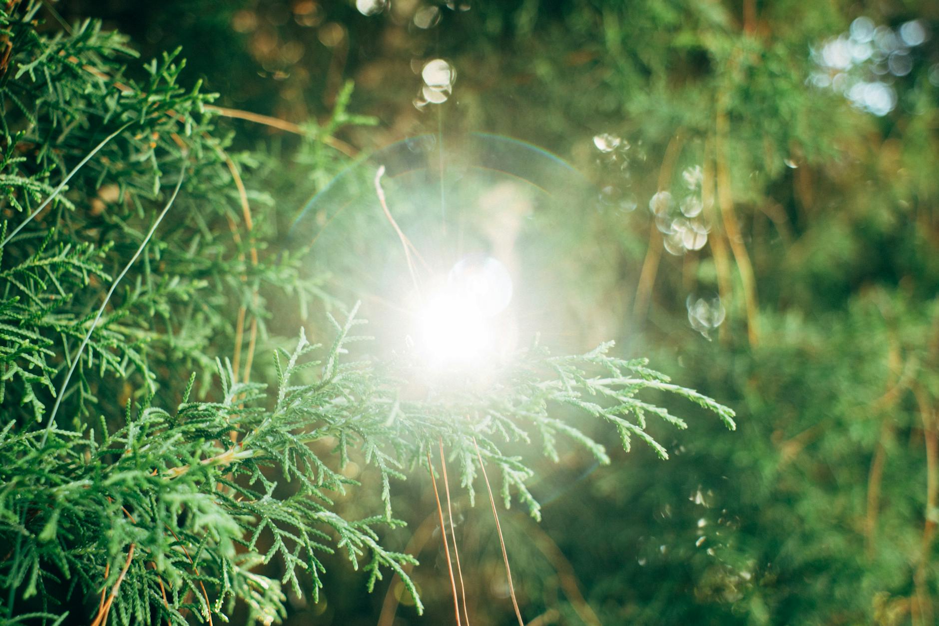 cedar green leaf trees