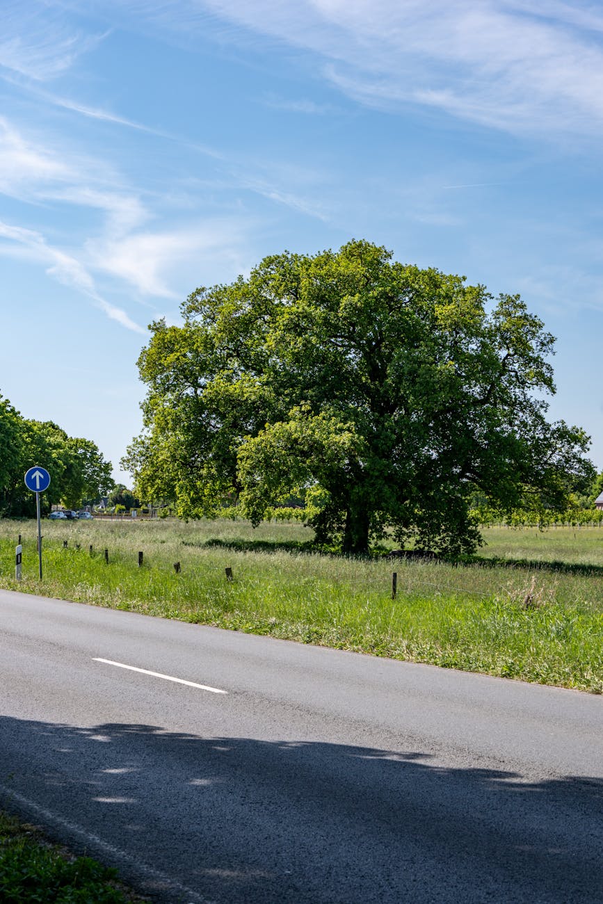 lush green tree by a country road in summer