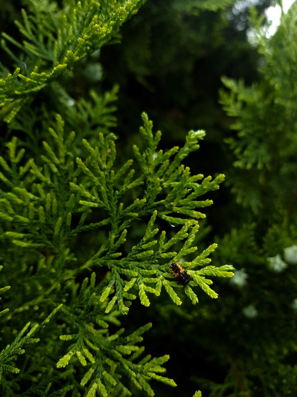 close up of green cedar branch with insect