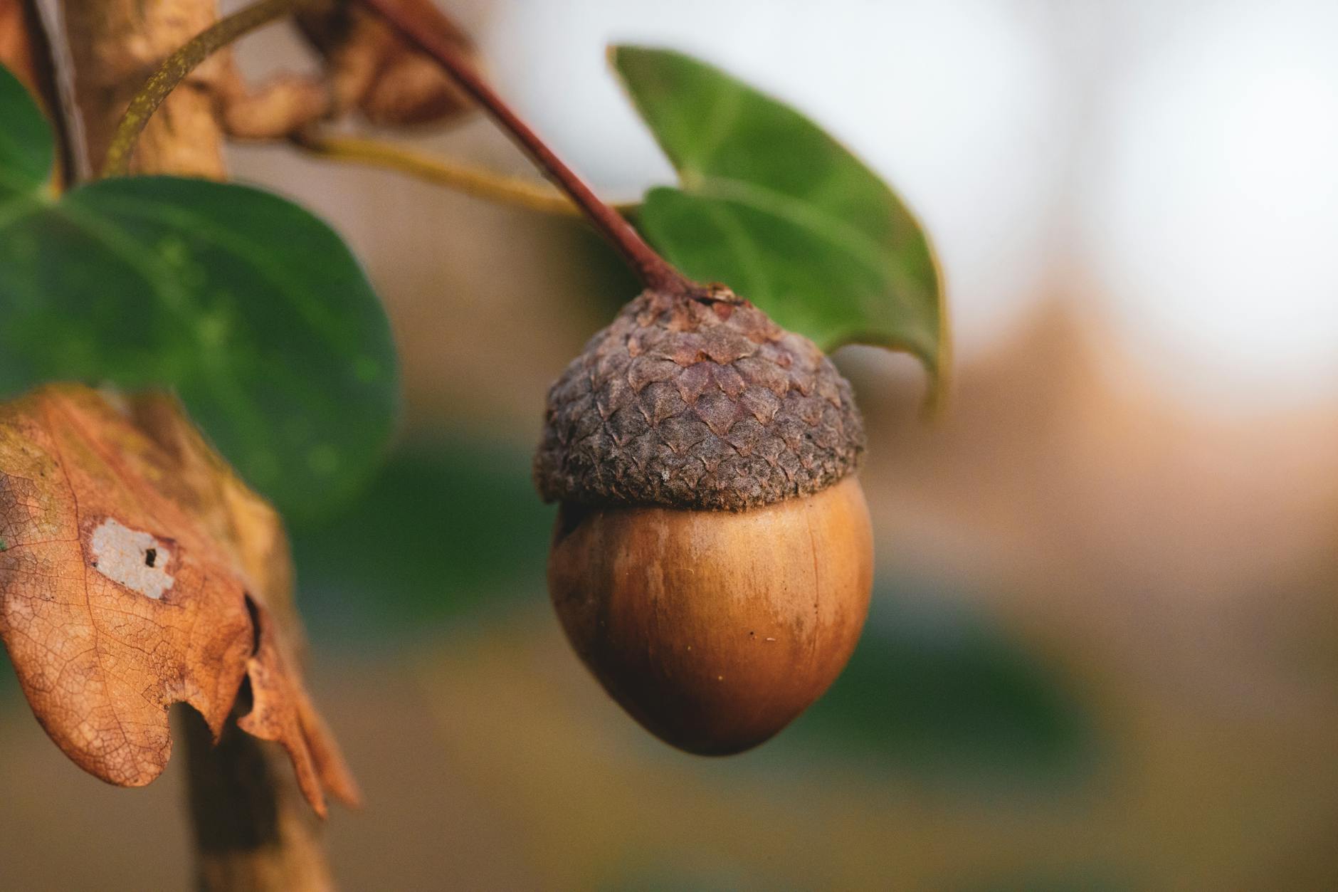 close up on acorn on tree