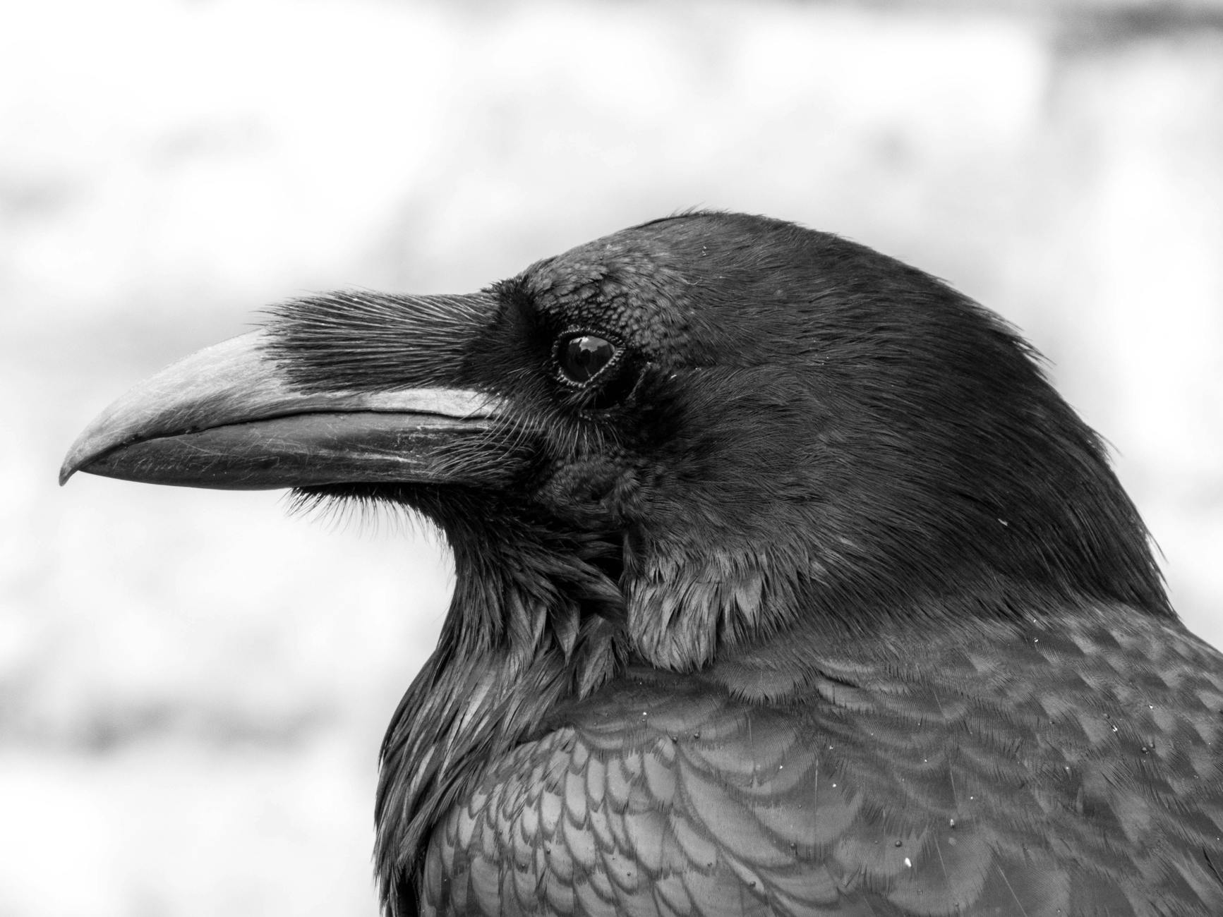 a close up shot of a black bird in grayscale photography
