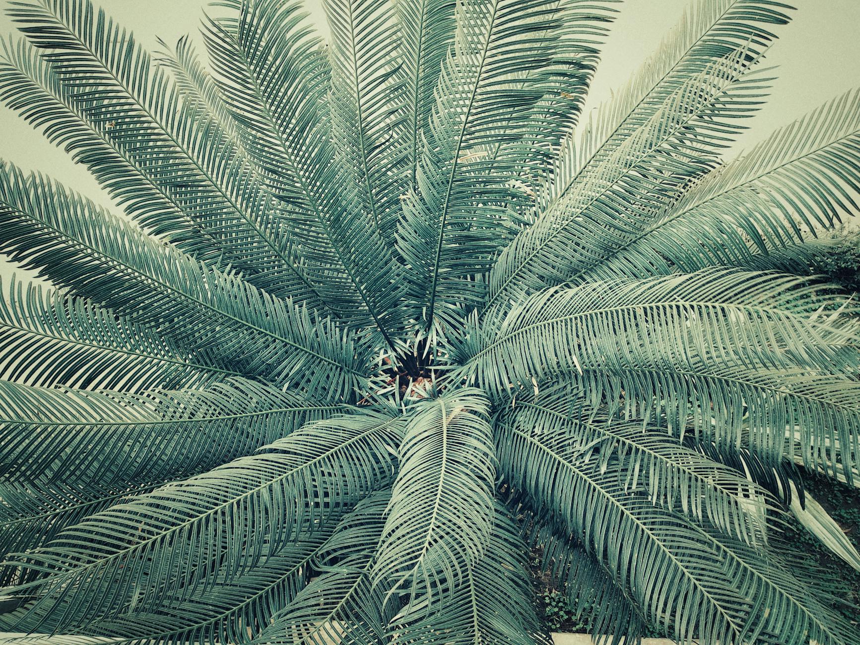 palm tree