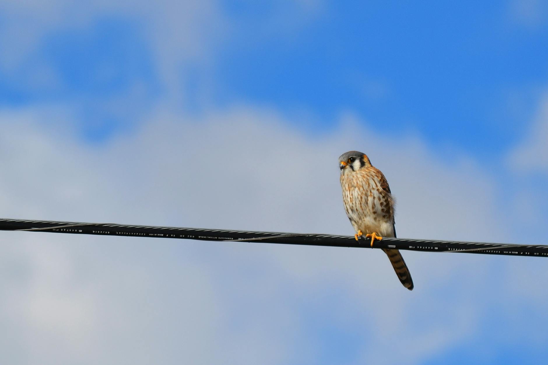 brown and black bird on black wire under white clouds