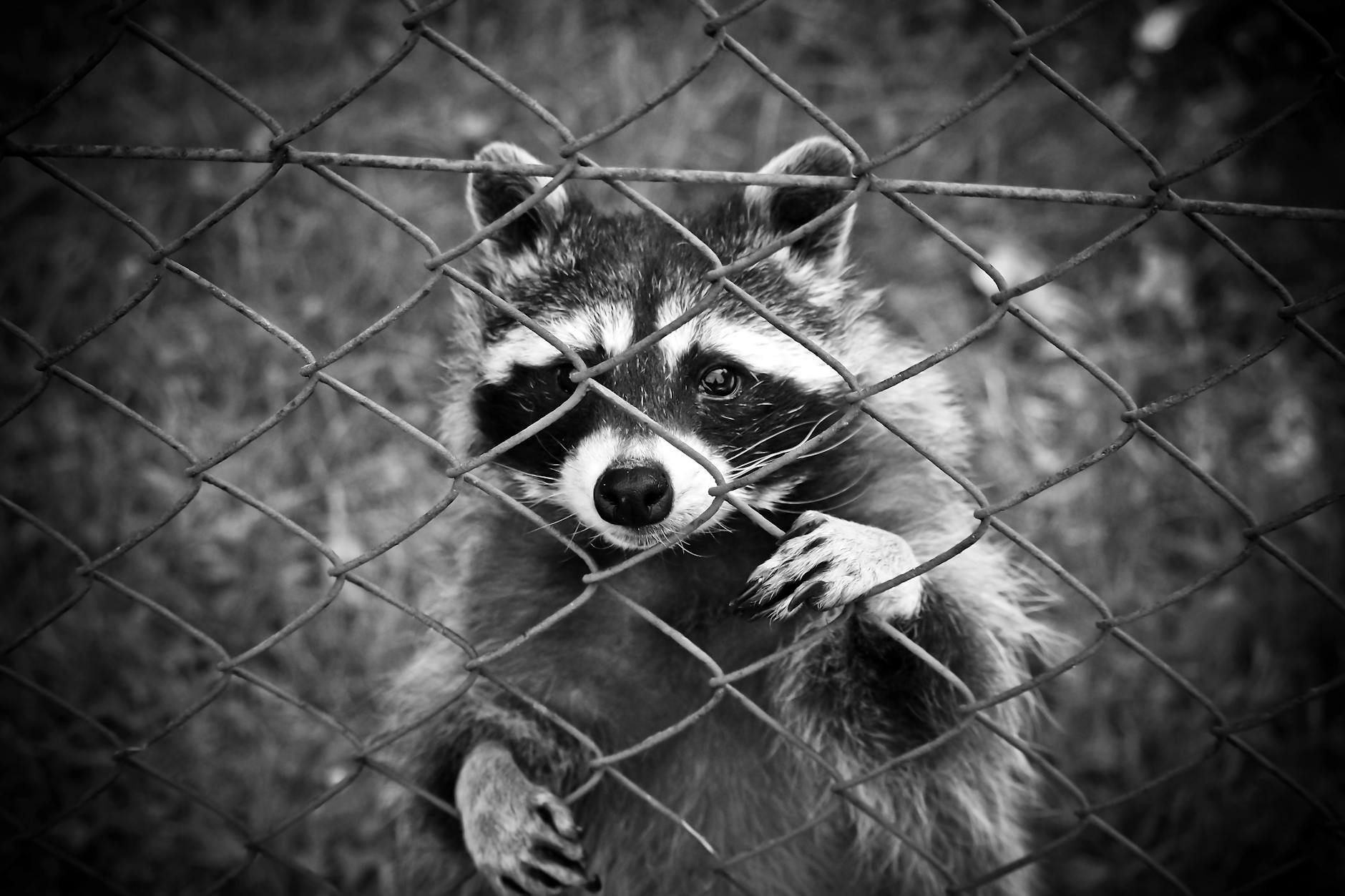 raccoon standing behind chain link fence