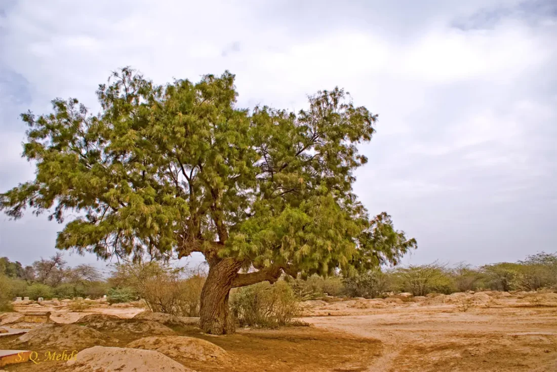 tamarisk 