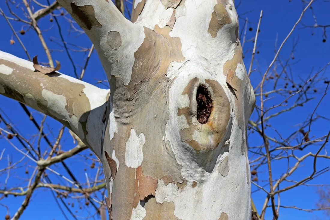 Amerixan Sycamore Tree
