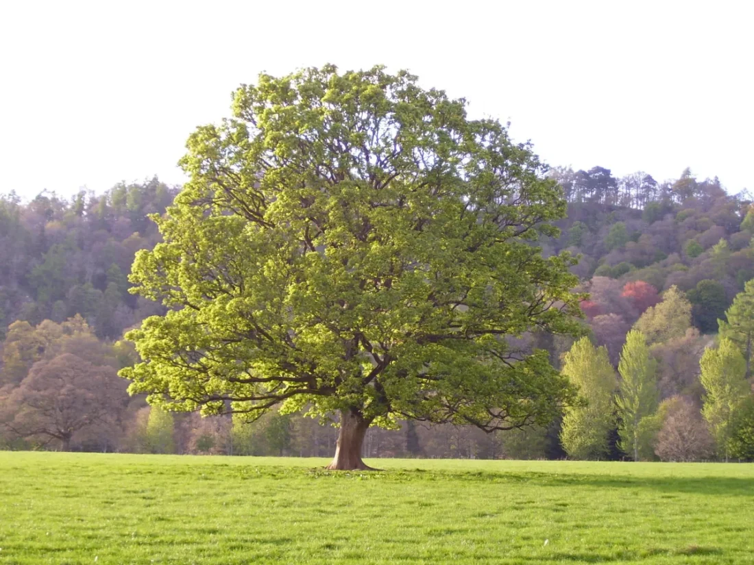 Sycamore