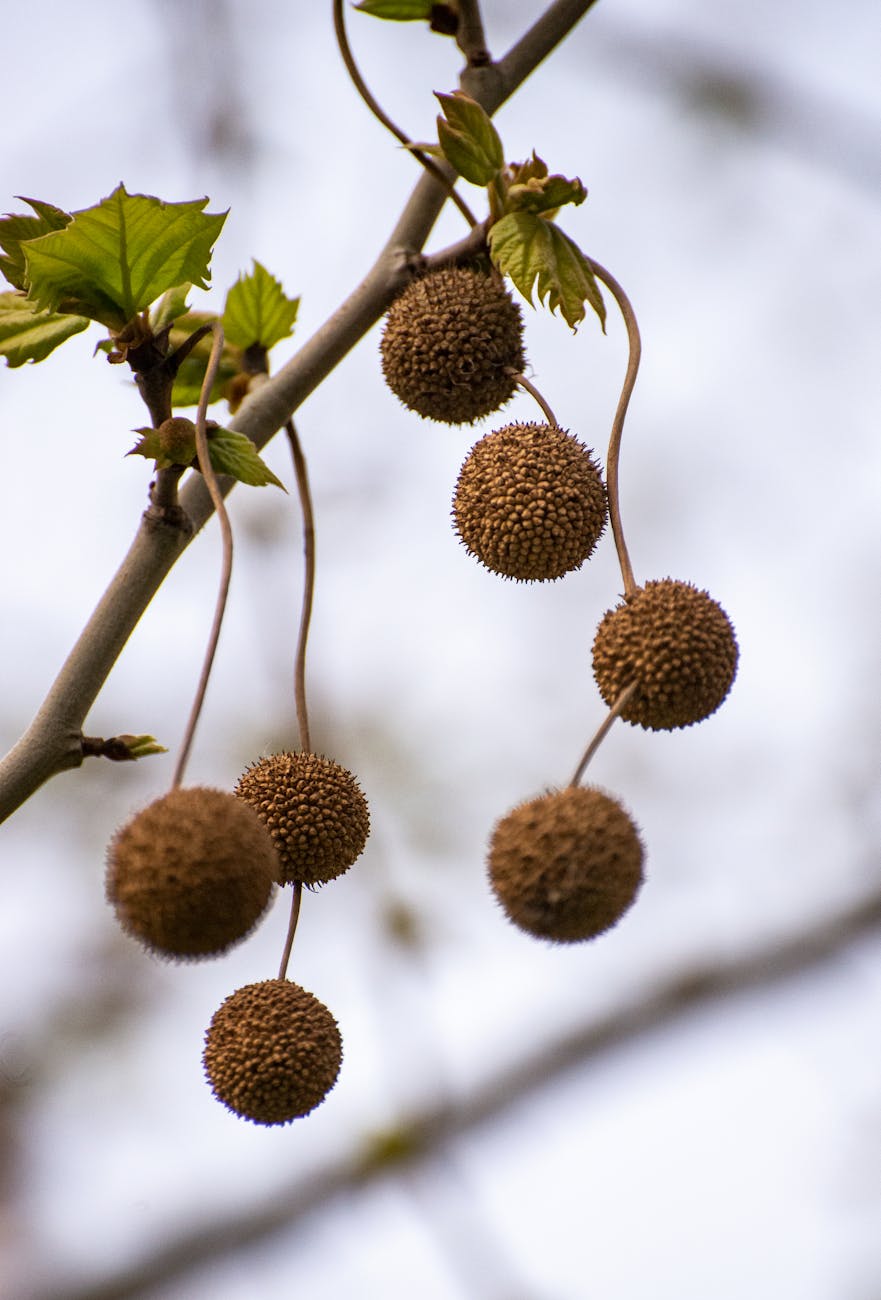 spherical seeds growing on tree branch