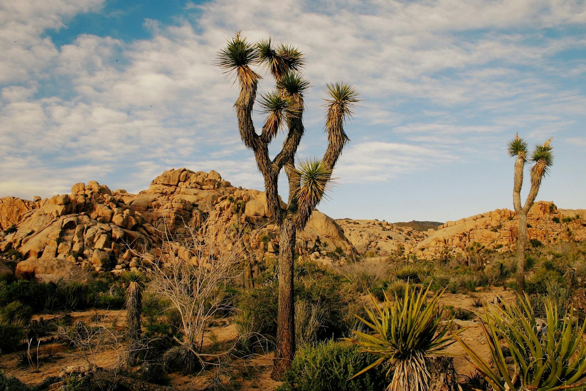 green leafed joshua tree
