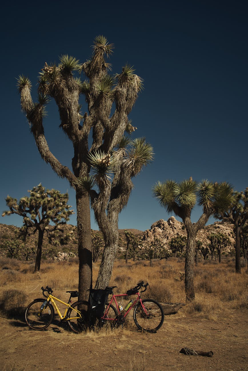 red and yellow bicycles parked beside joshua tree