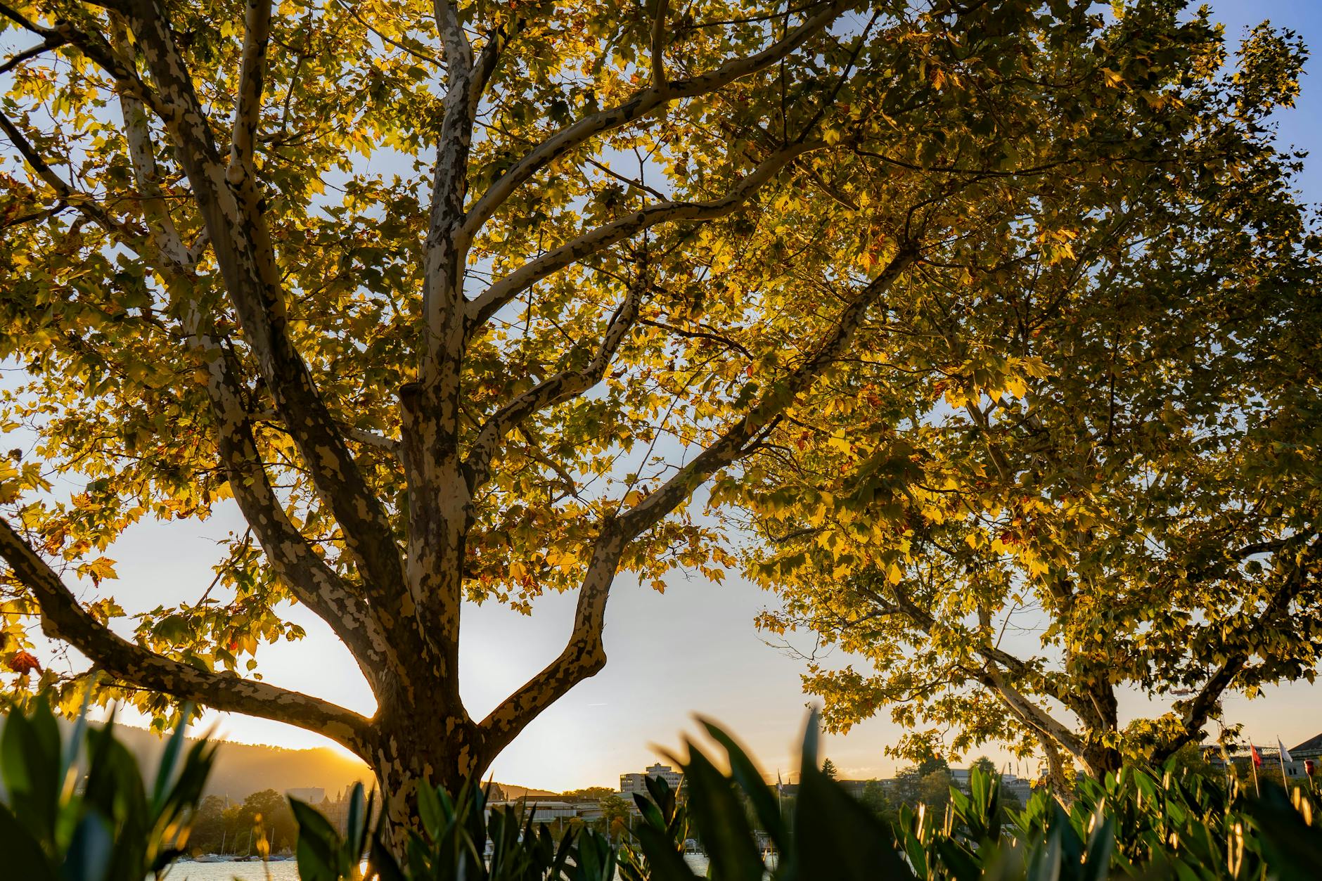 golden autumn sunset through sycamore trees in zurich