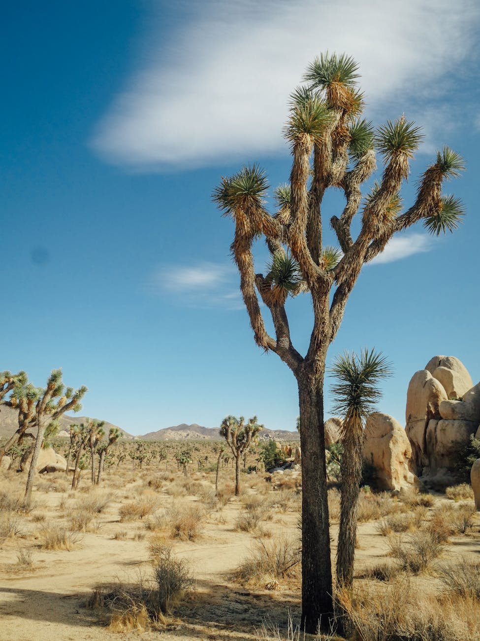 tall joshua trees near a rock formation
