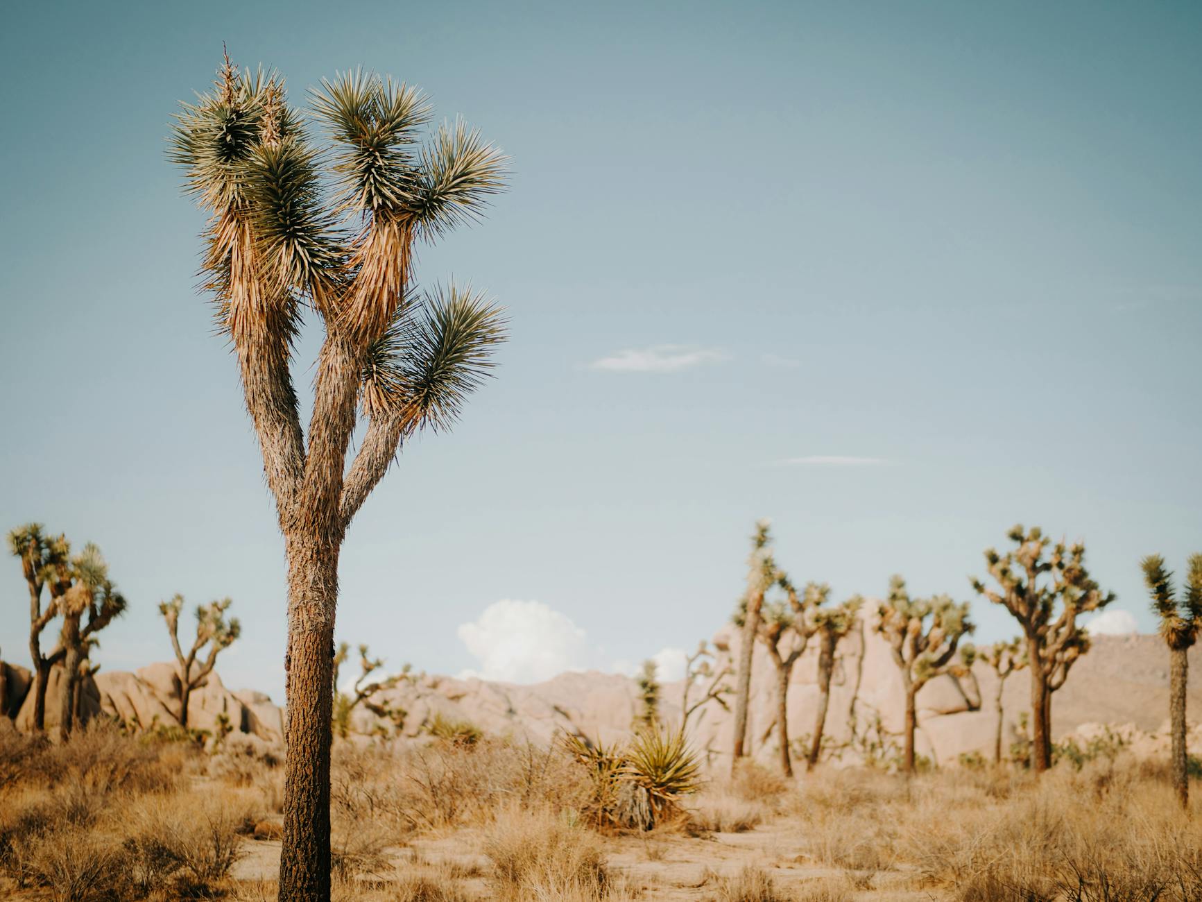 joshua trees on a national park