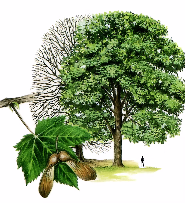 Sycamore tree