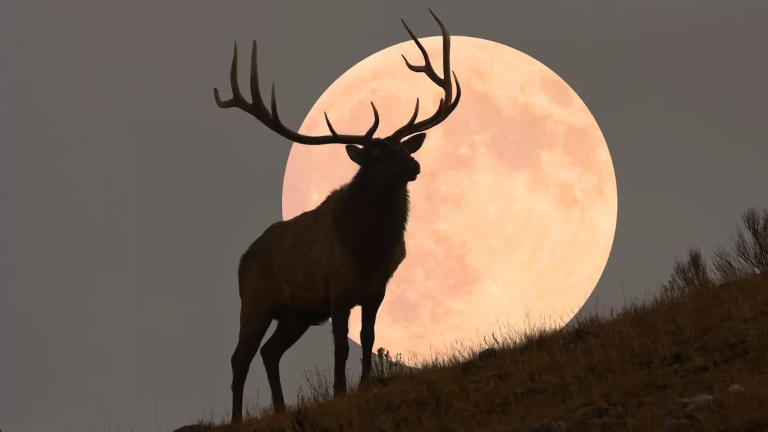 Full Buck Moon