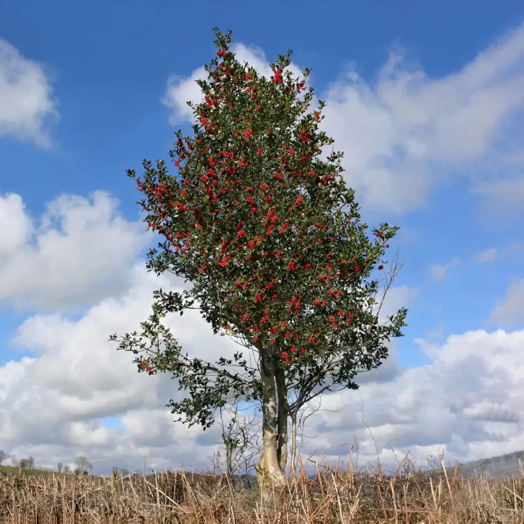 Holly tree 