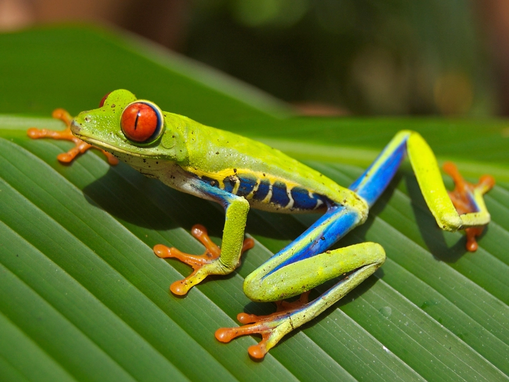 Red-eyed Tree Frog (Agalychnis callidryas)