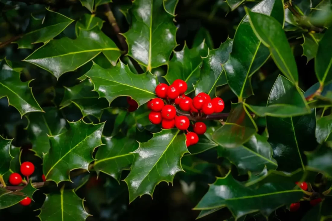 holly bush berry Unlock the Ancient Sacred Power: Why Hollywood Trees Have Been Revered as Magical Guardians for Centuries