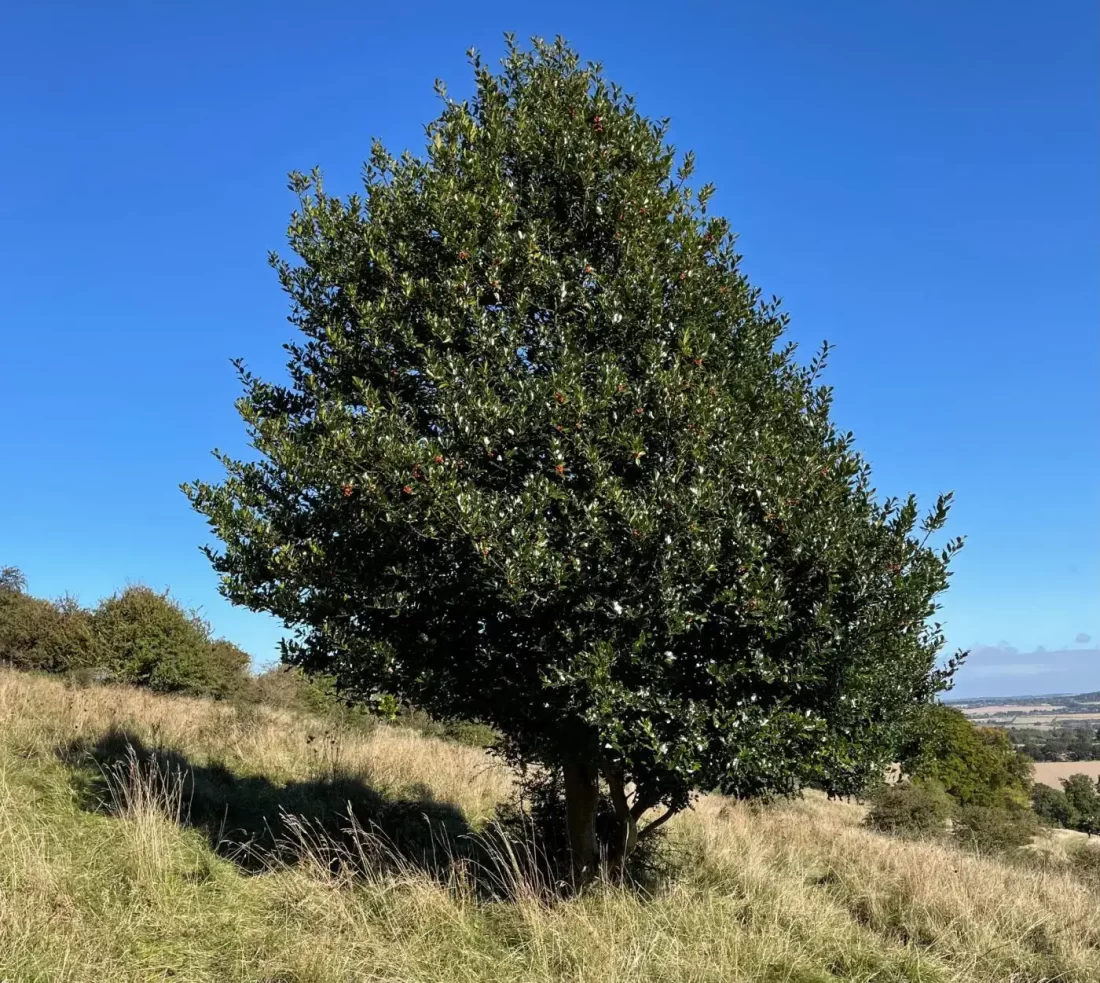 holly tree