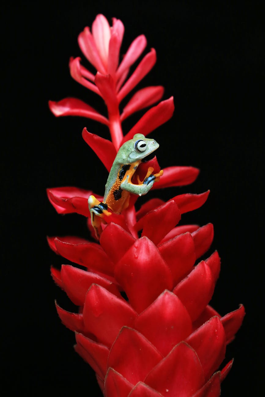 colorful frog on vibrant red tropical flower