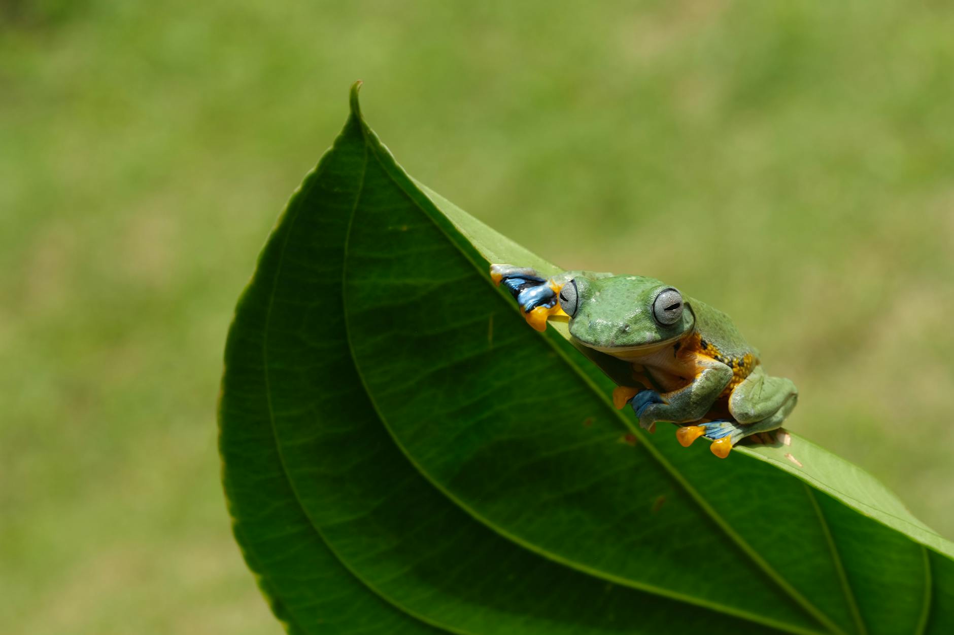 colorful frog on leaf with natural backdrop