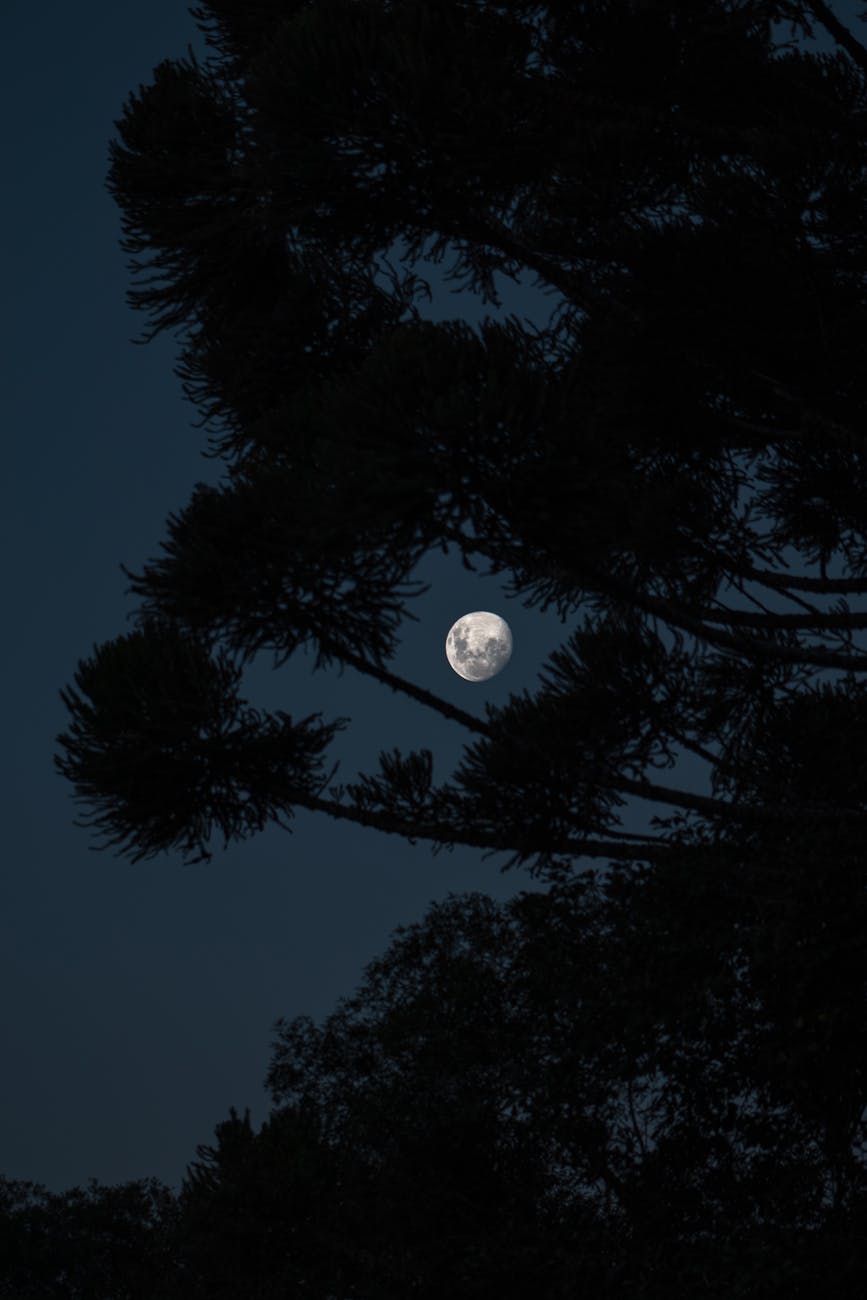 bright full moon shining through lush tree at night