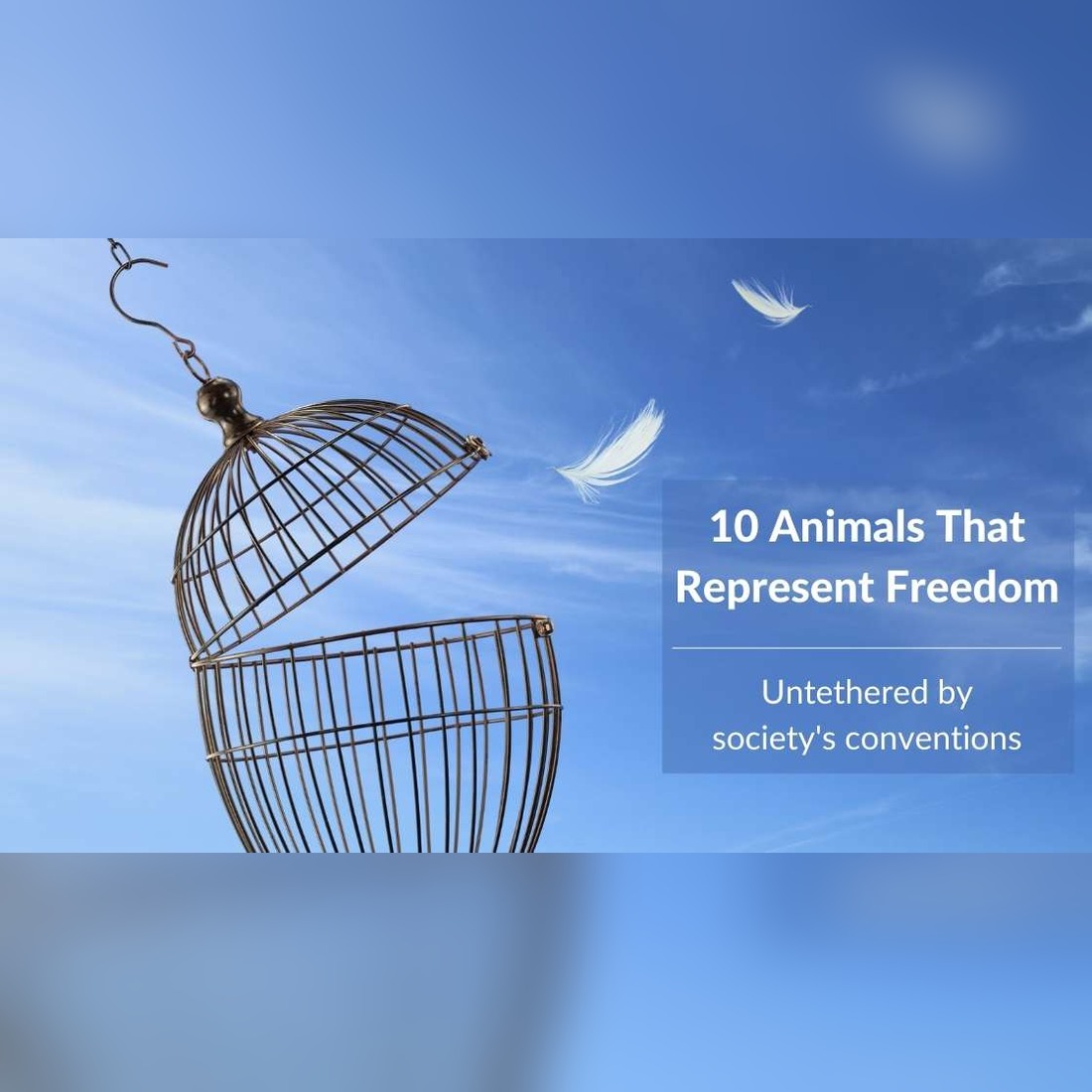 10 Animals That Represent Freedom
