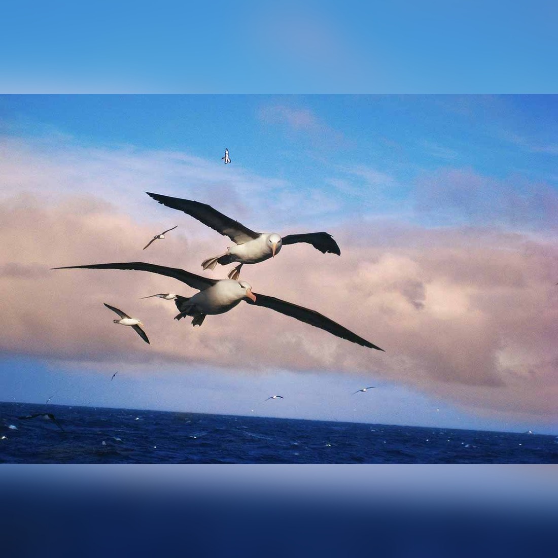 albatros symbolism