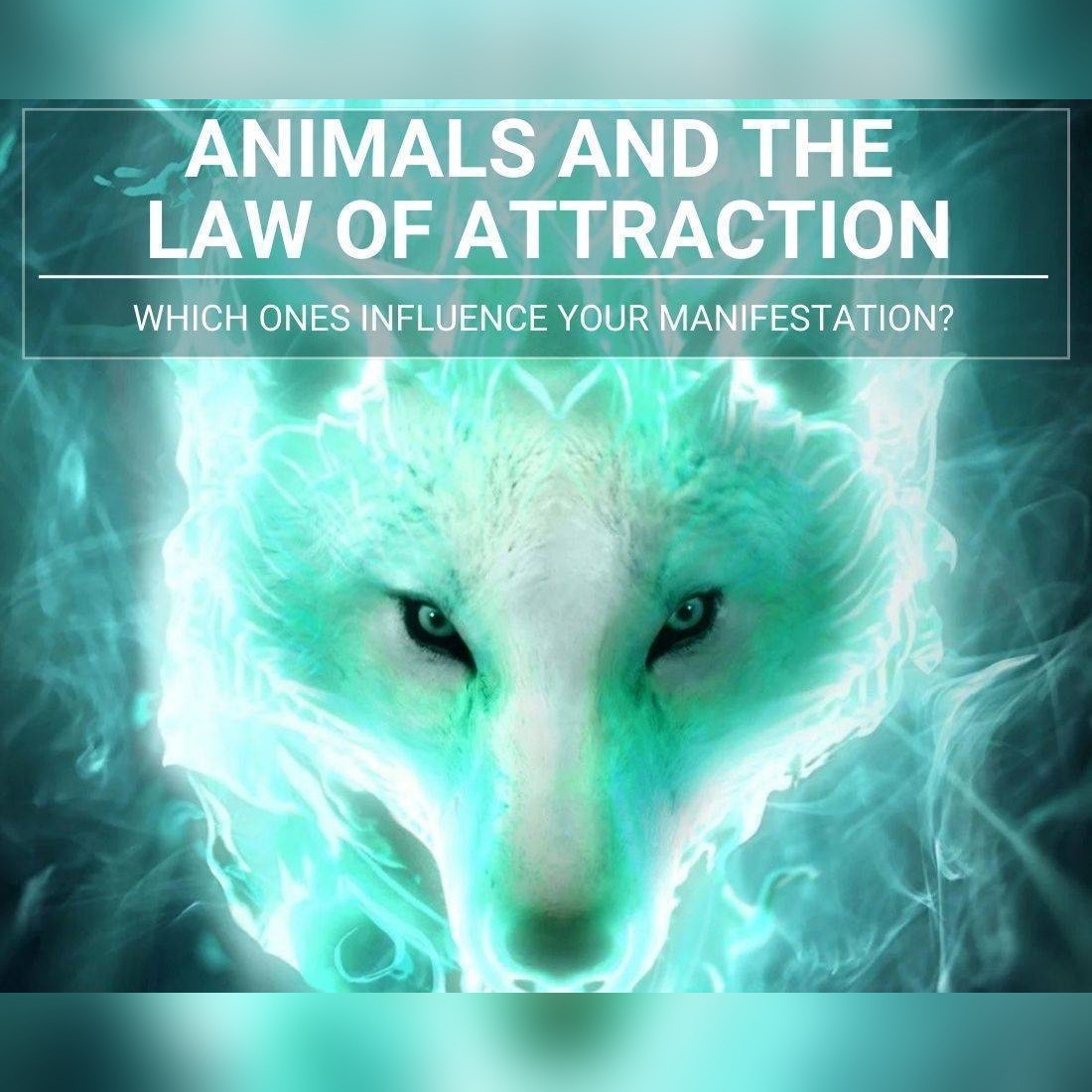 Animals And The Law Of Attraction
