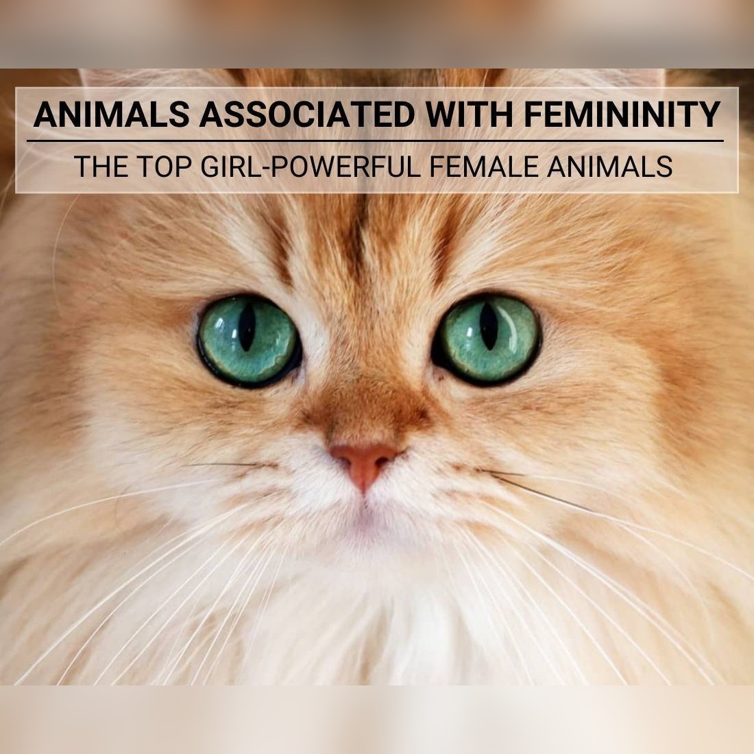Animals Associated with Femininity