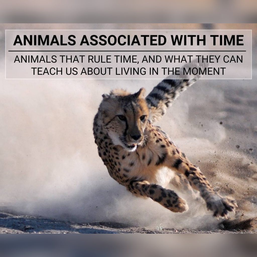 Animals Associated With Time [And Living In The Moment]