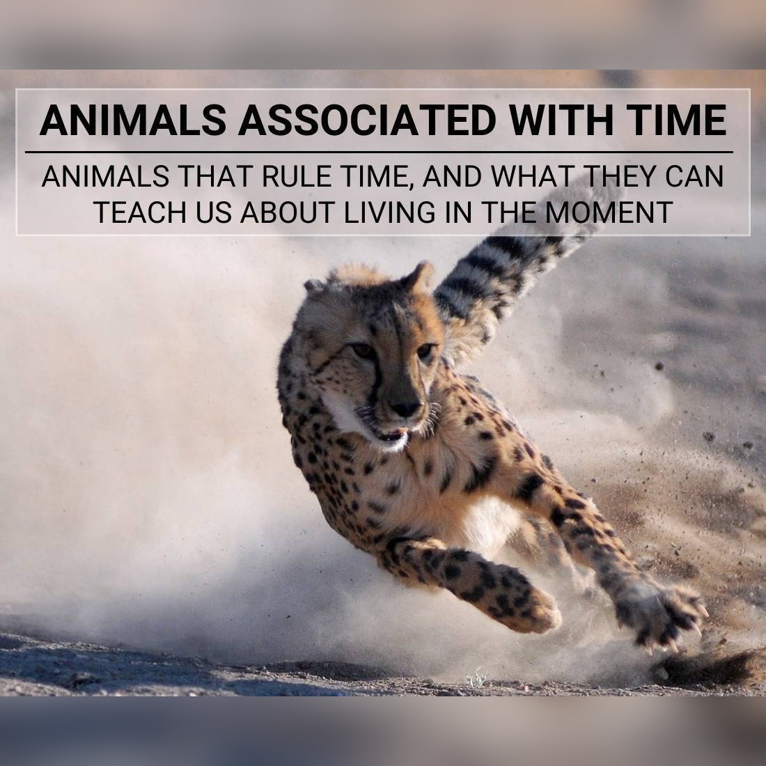 Animals Associated With Time