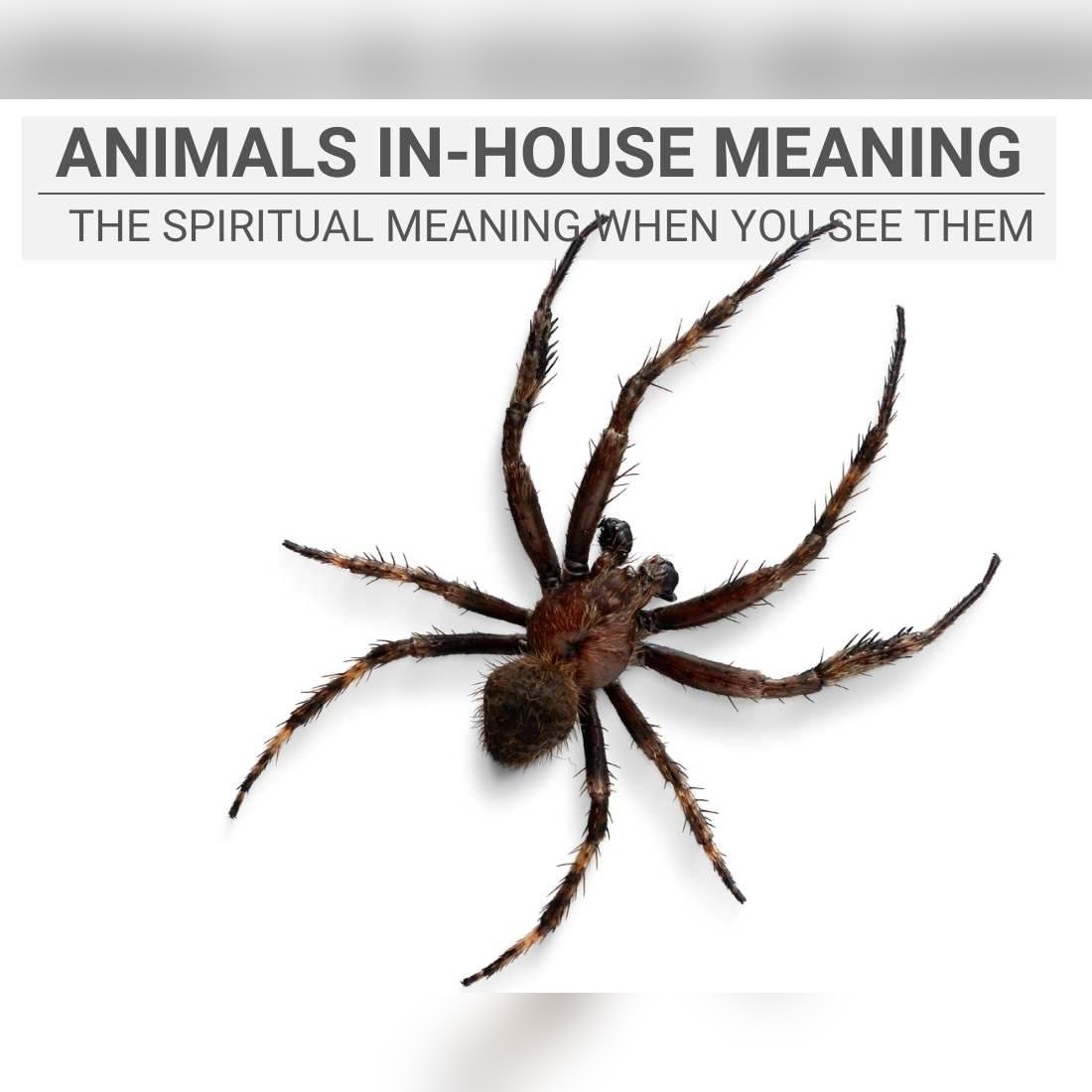 Understanding the Spiritual Implications of Wild Animals Entering Your Home