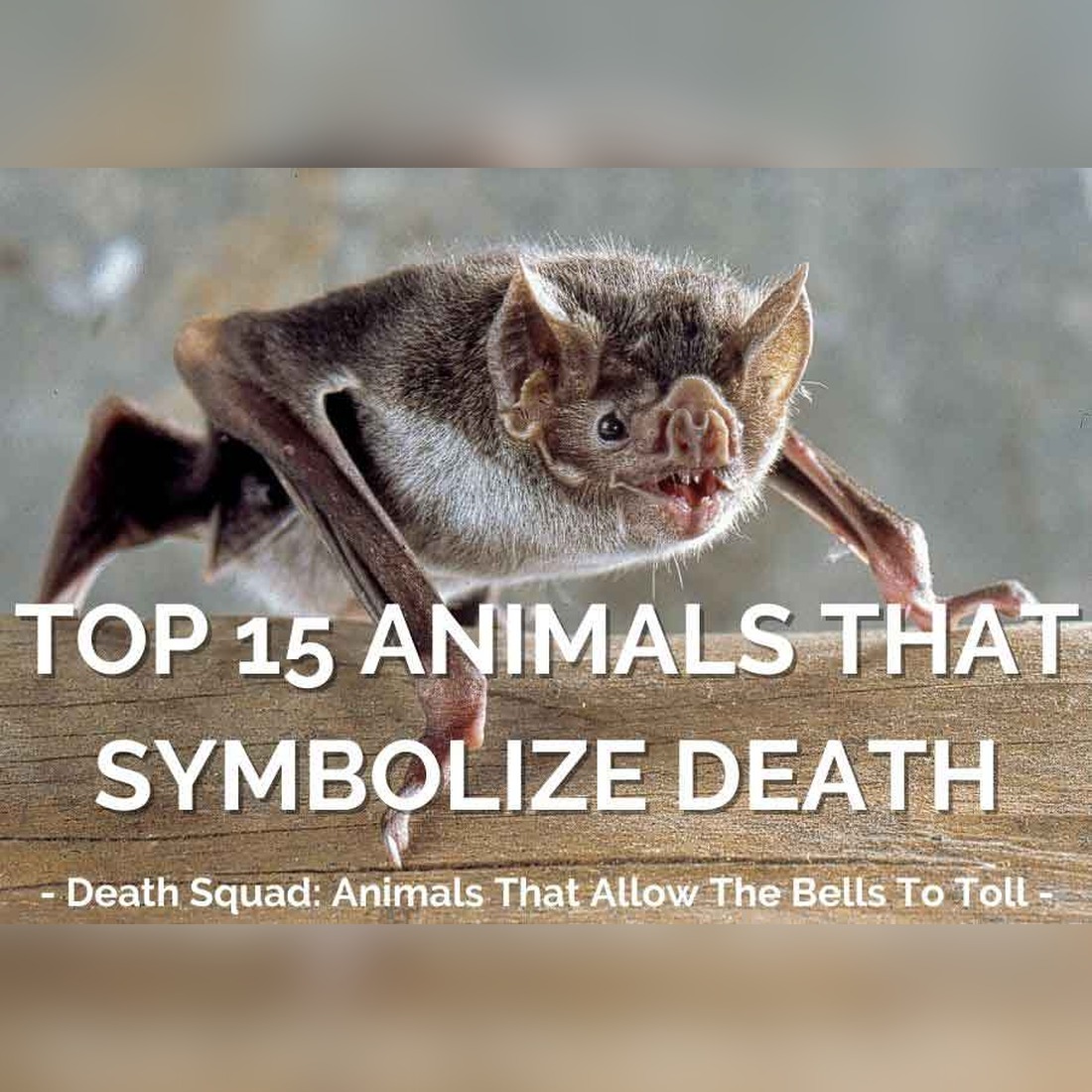 Animals Symbolizing Death