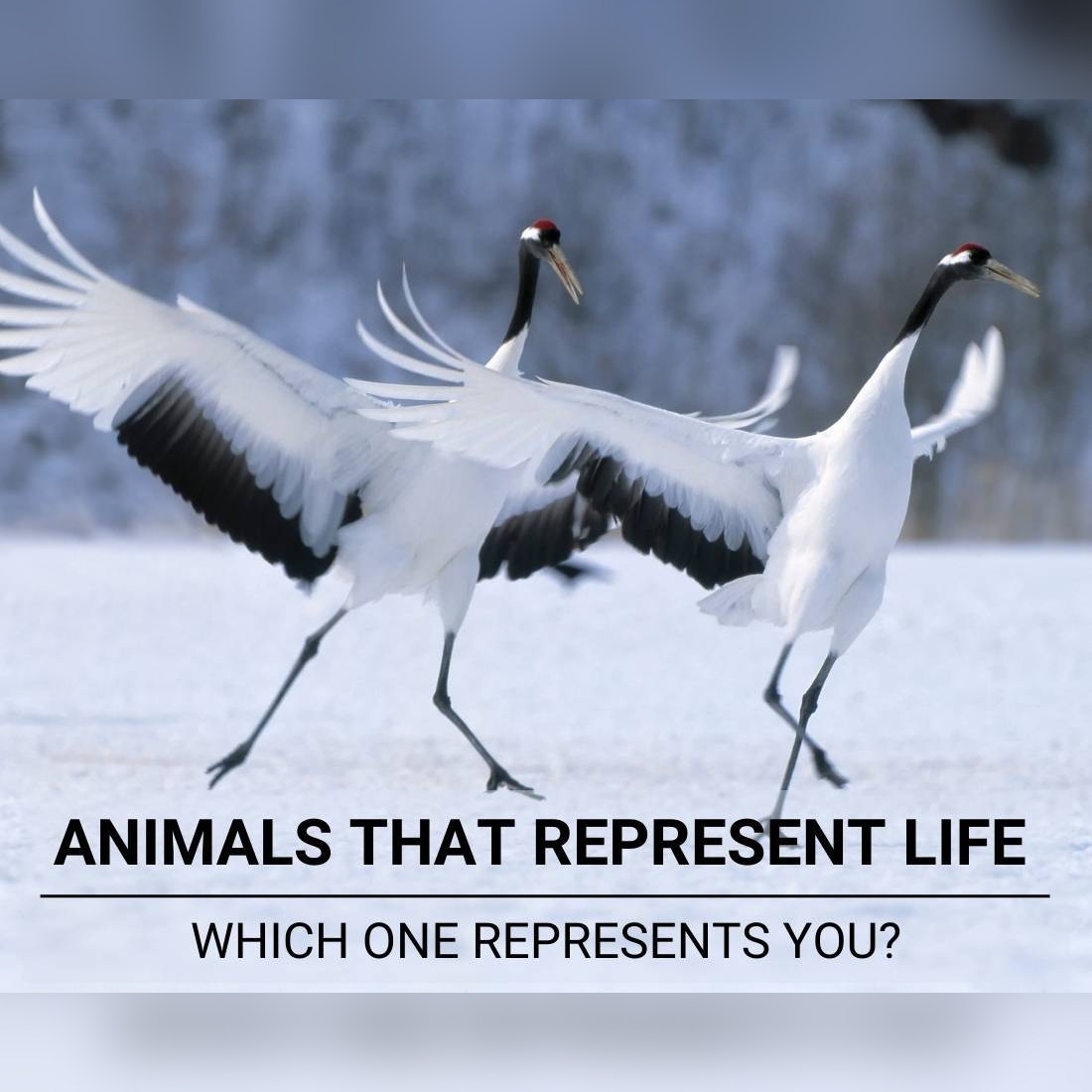Animals That represent Life