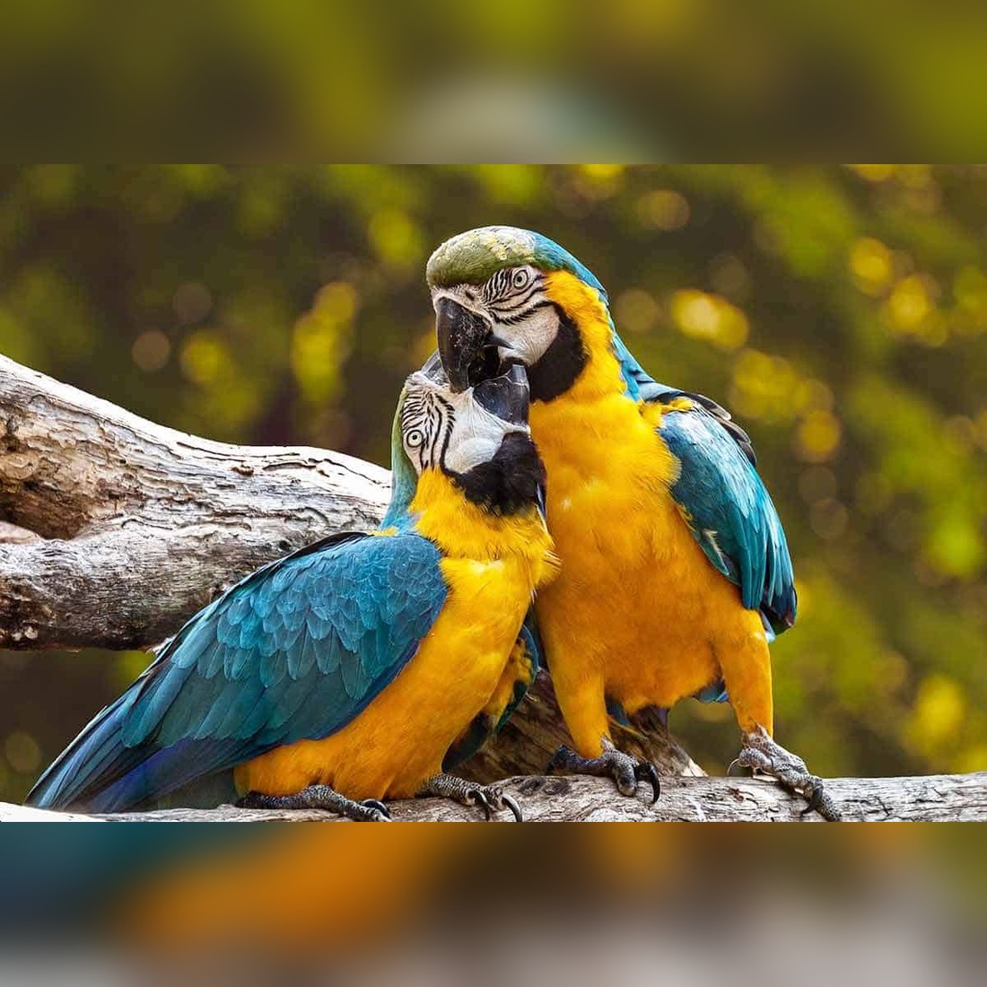 Animals That Represent Love
