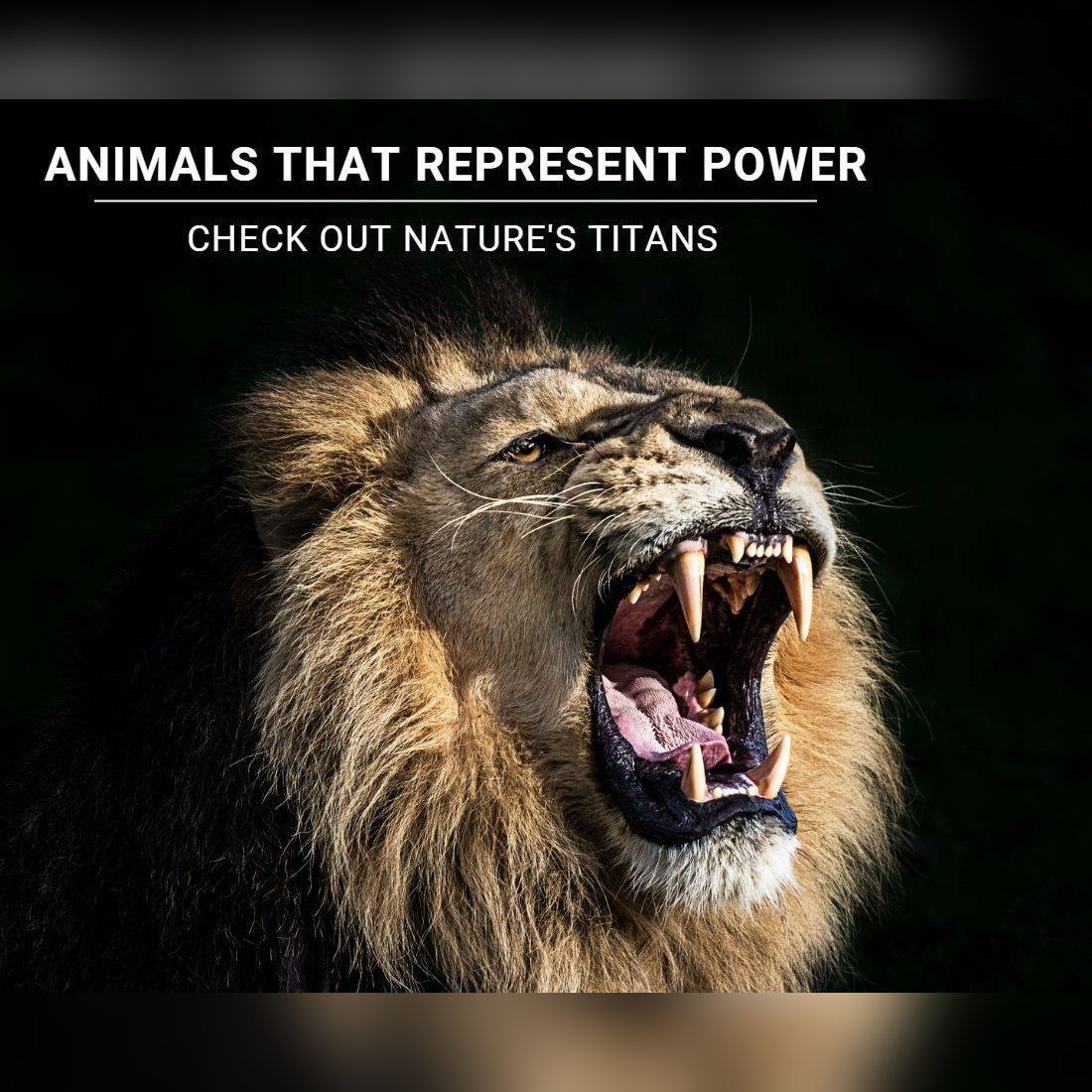 Animals that represent Power