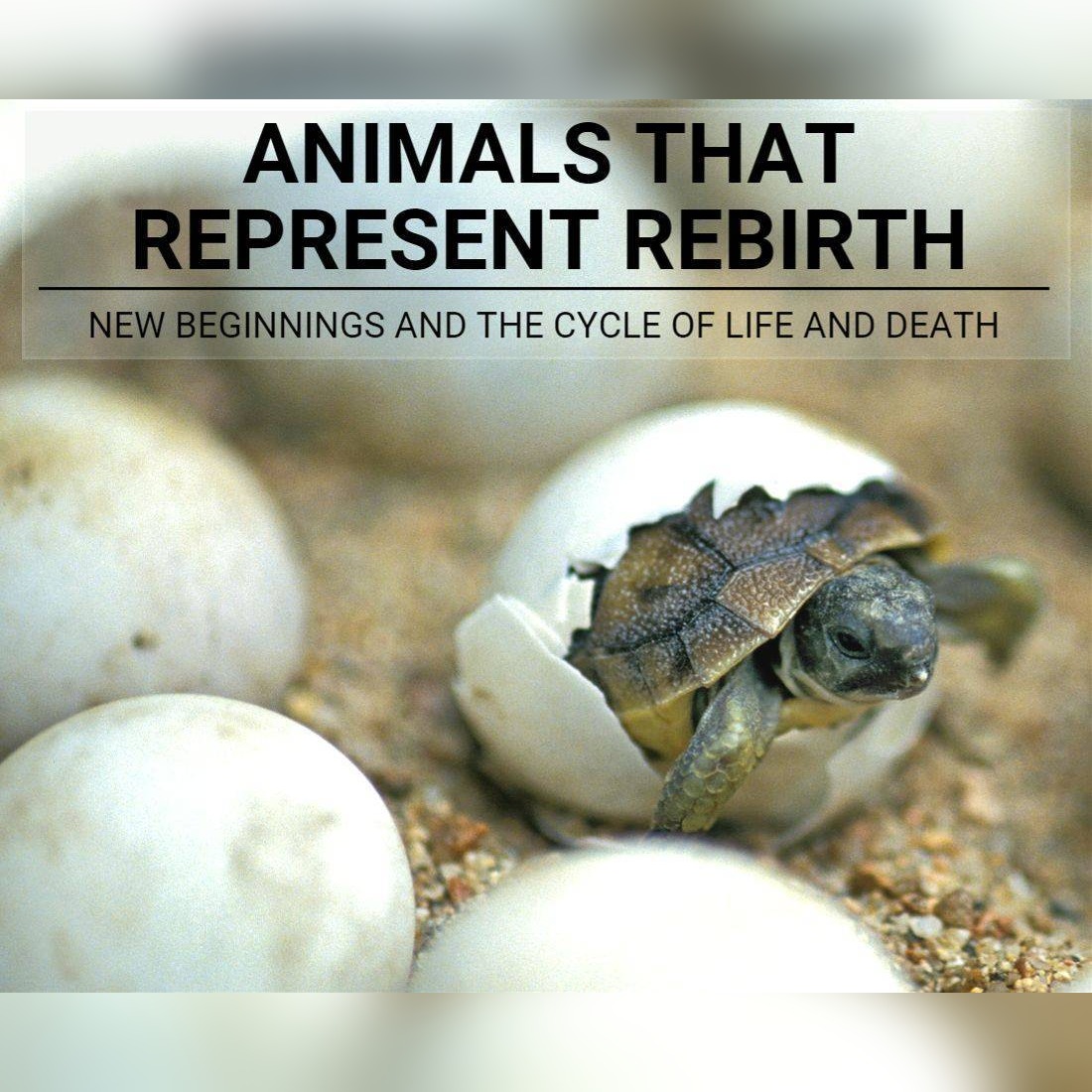 animals that represent rebirth