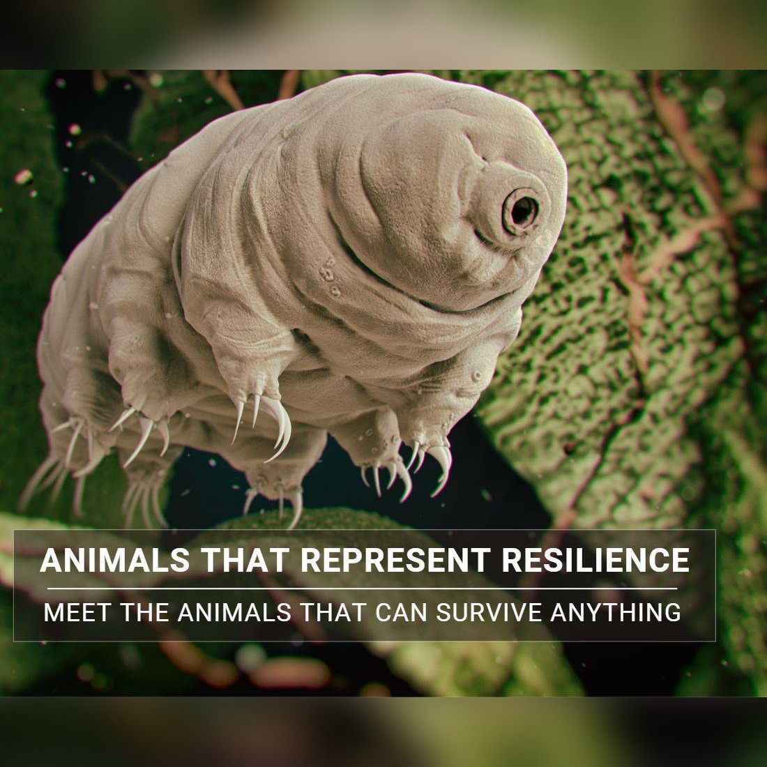 Animals that represent resilience