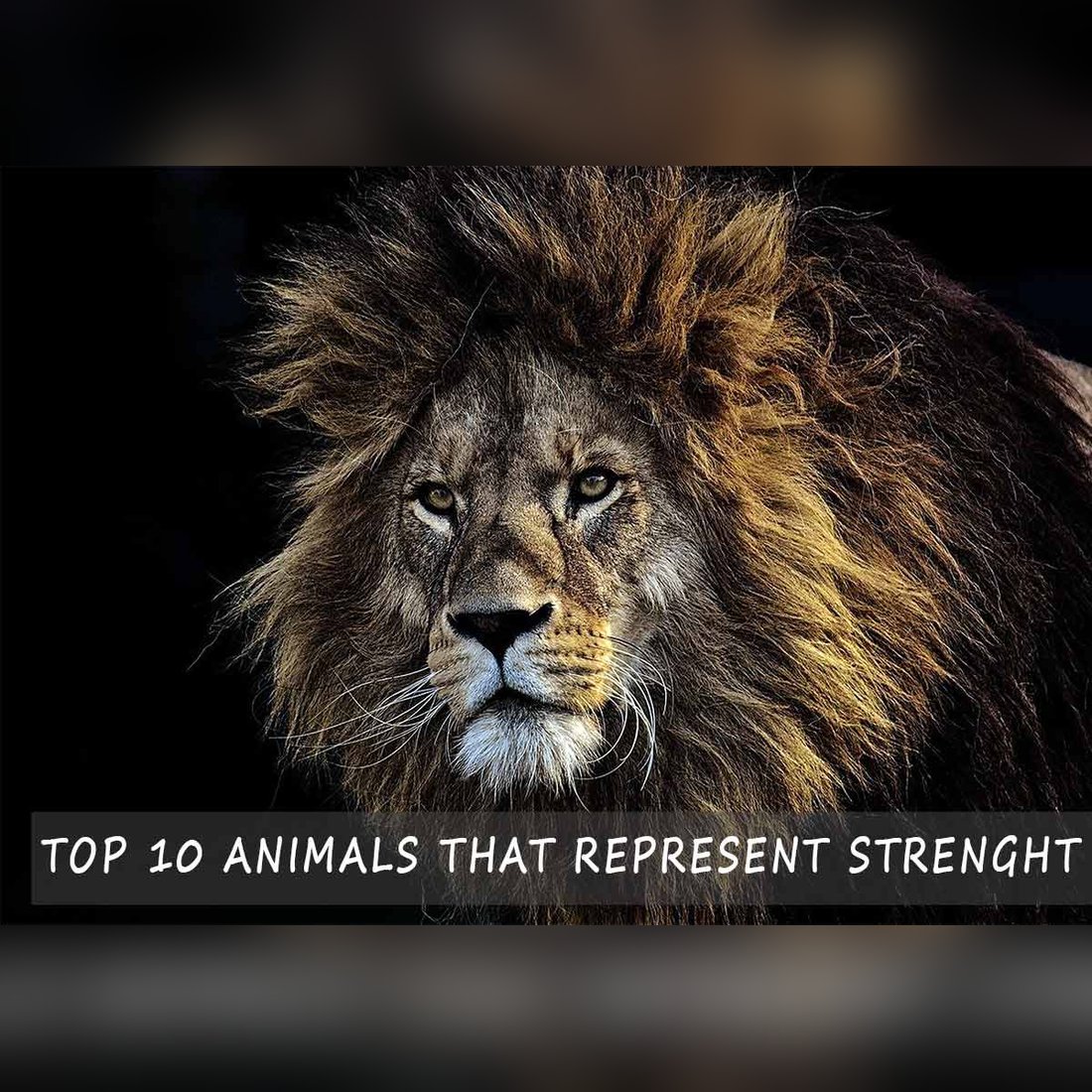 animals that represent strenght