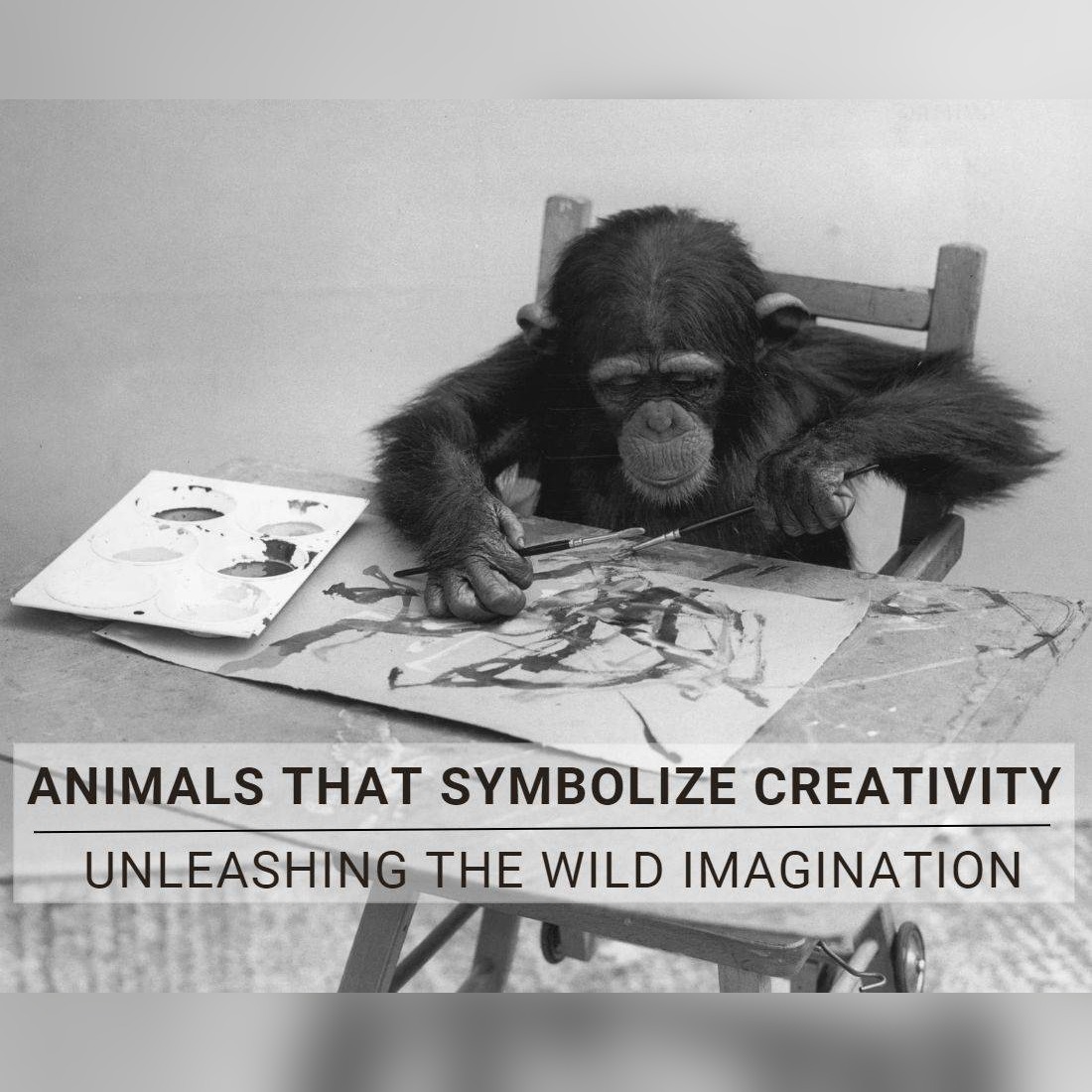Animals That Symbolize Creativity