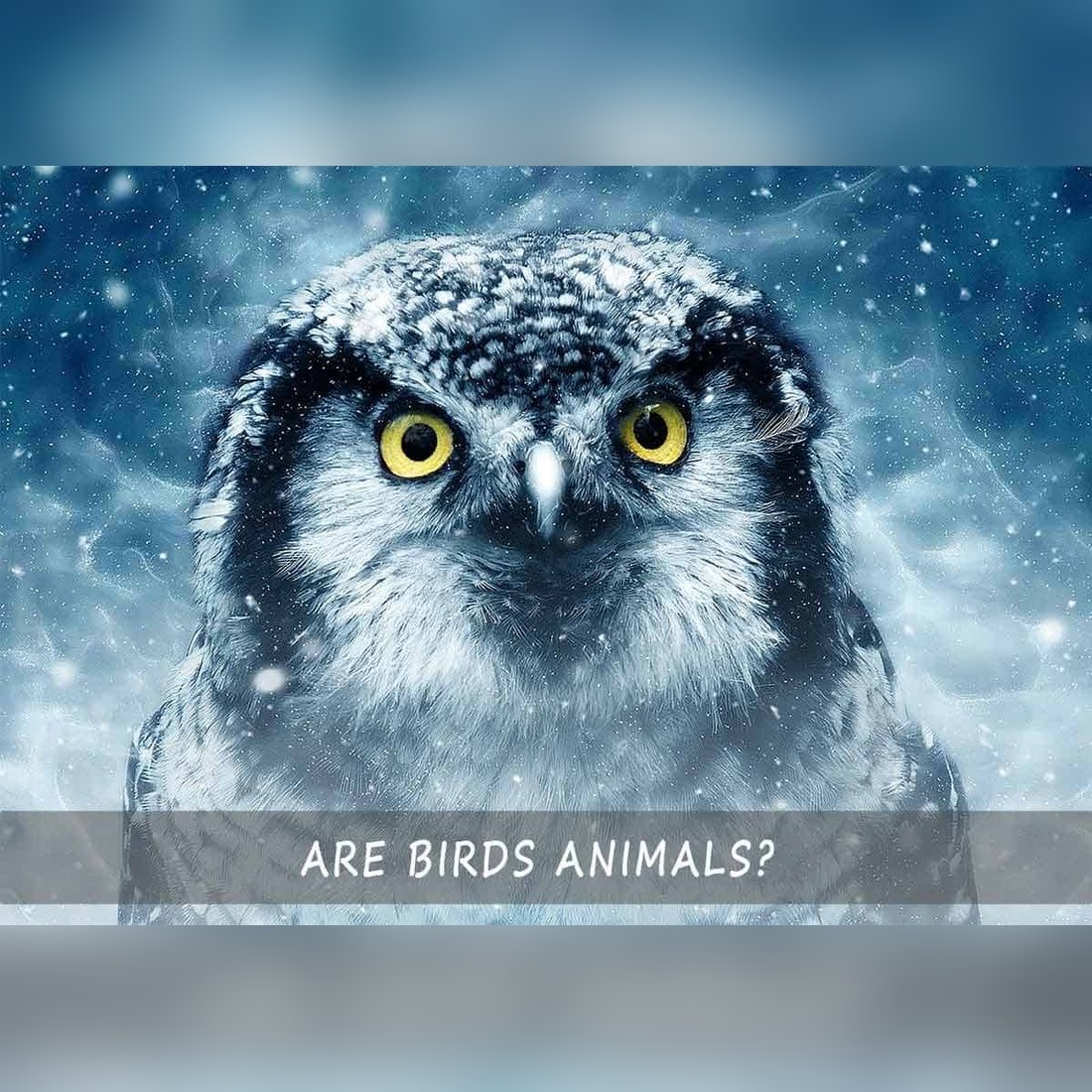 Are Birds Animals